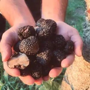 Truffels